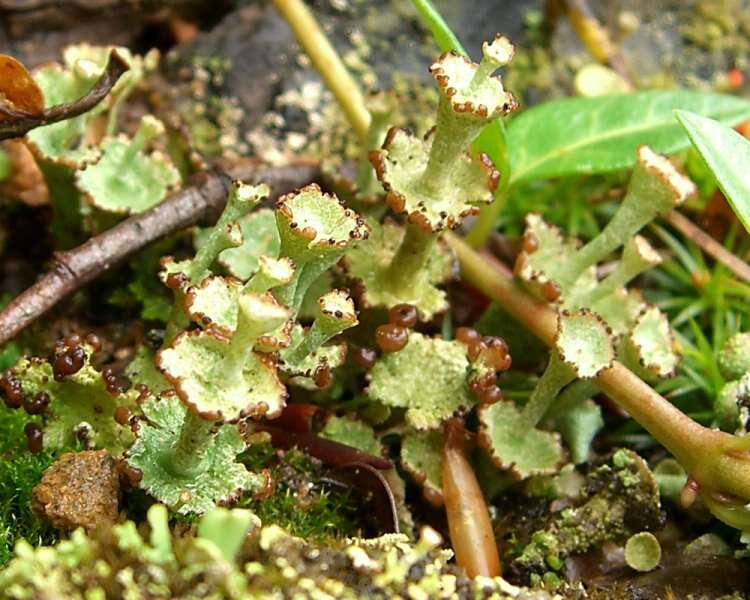 Image of cup lichen