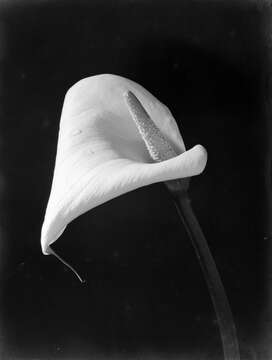 Image of callalily