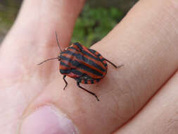 Image of <i>Graphosoma italicum</i>