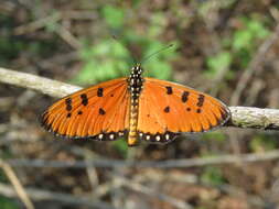 Image of Acraea terpsicore