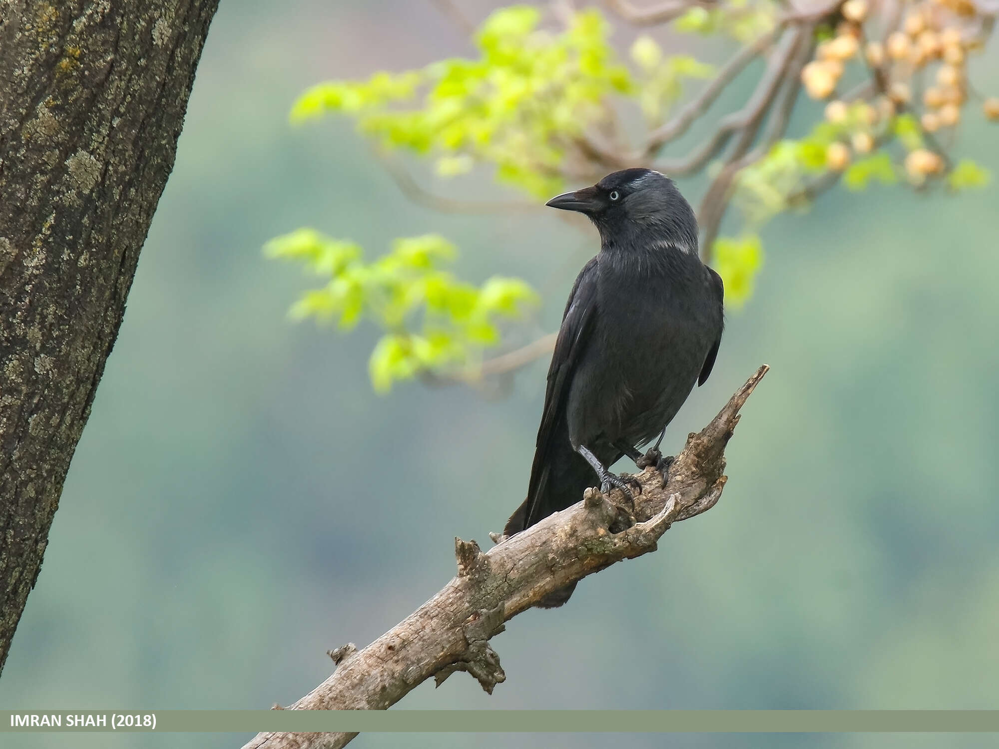 Image of Eurasian Jackdaw