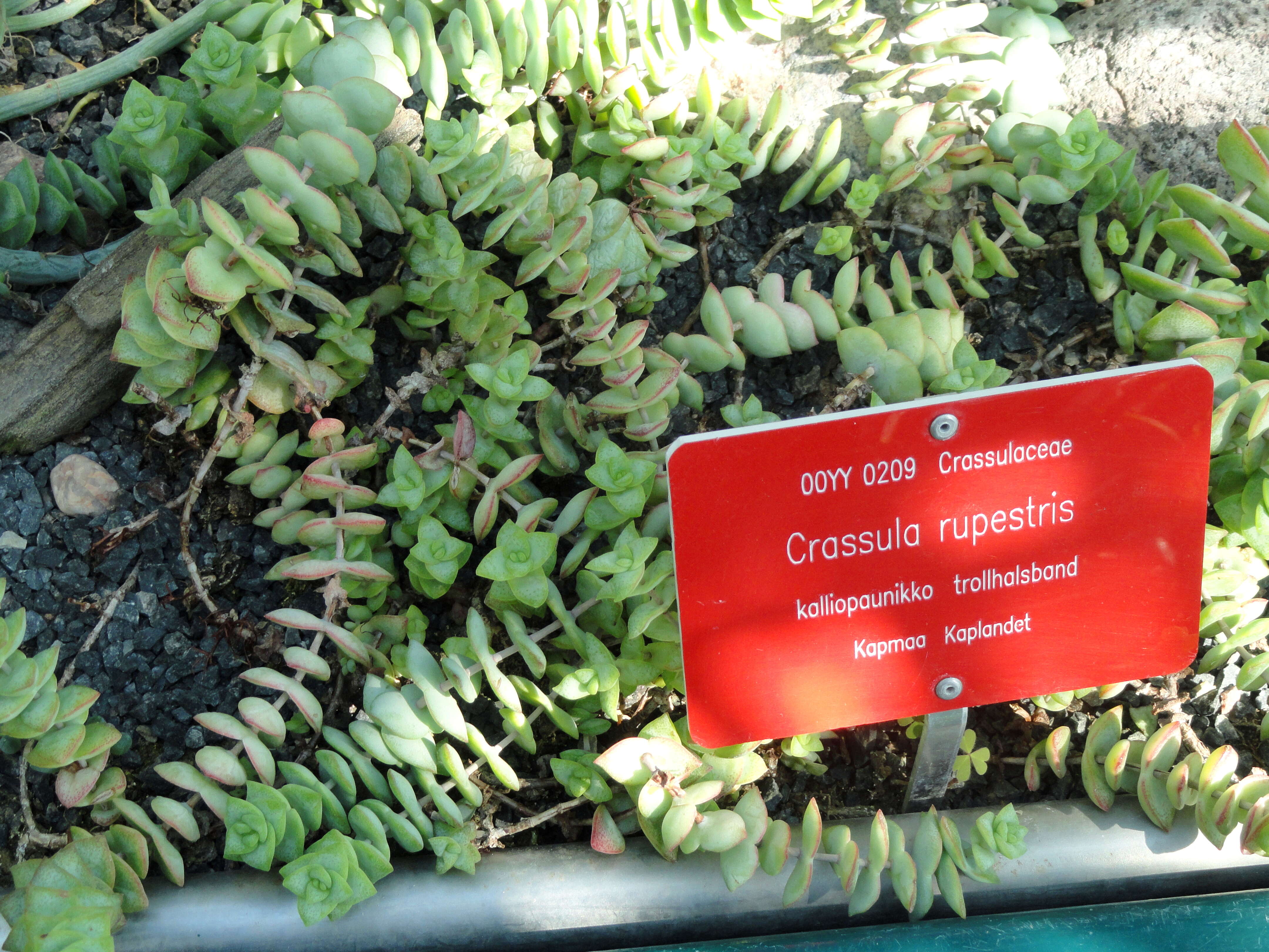 Image of Concertina plant