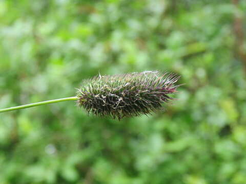 Image of alpine timothy