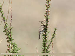 Image of Siberian Chiffchaff