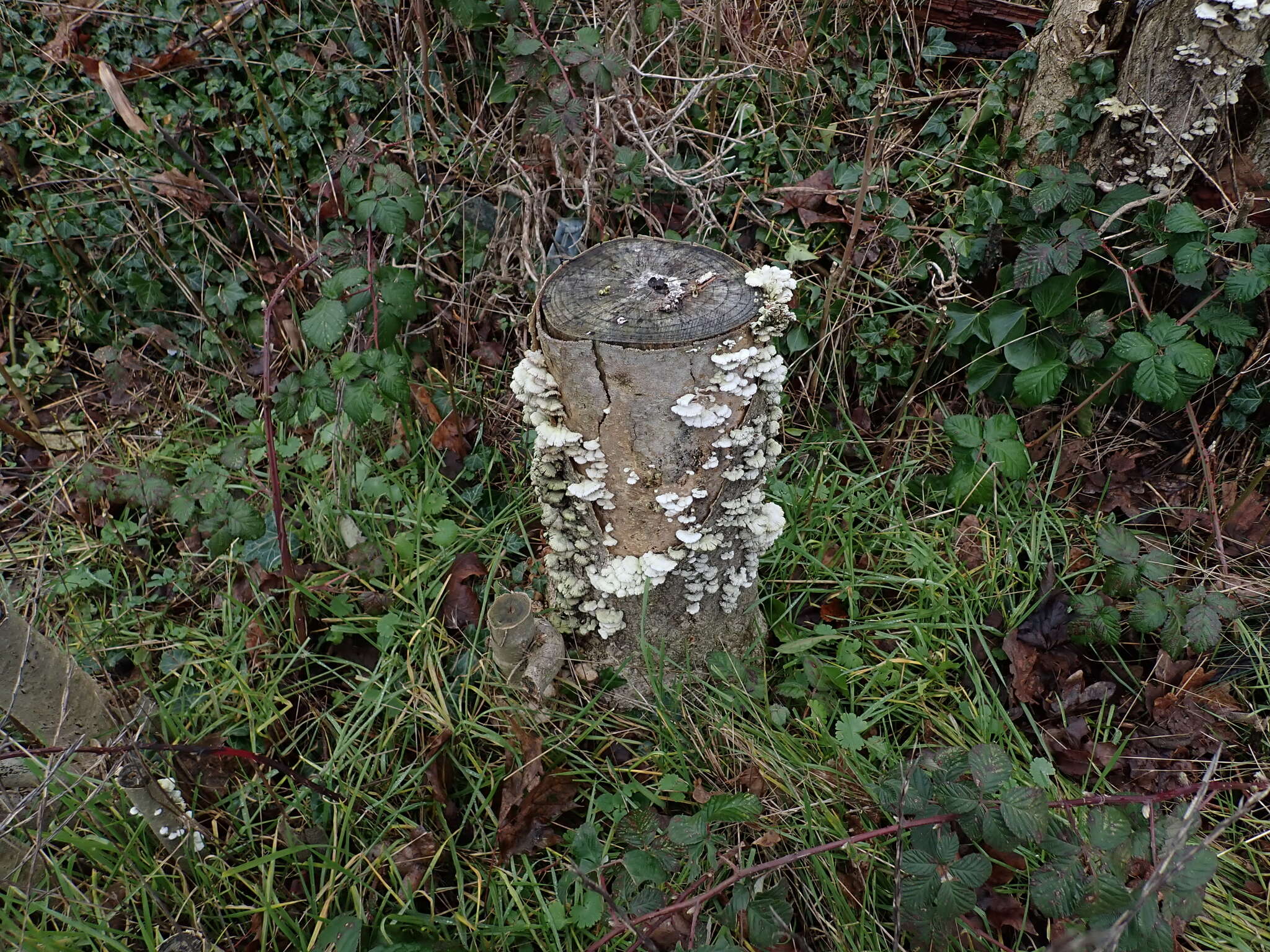 Image of Schizophyllum