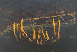 Image of Calocera