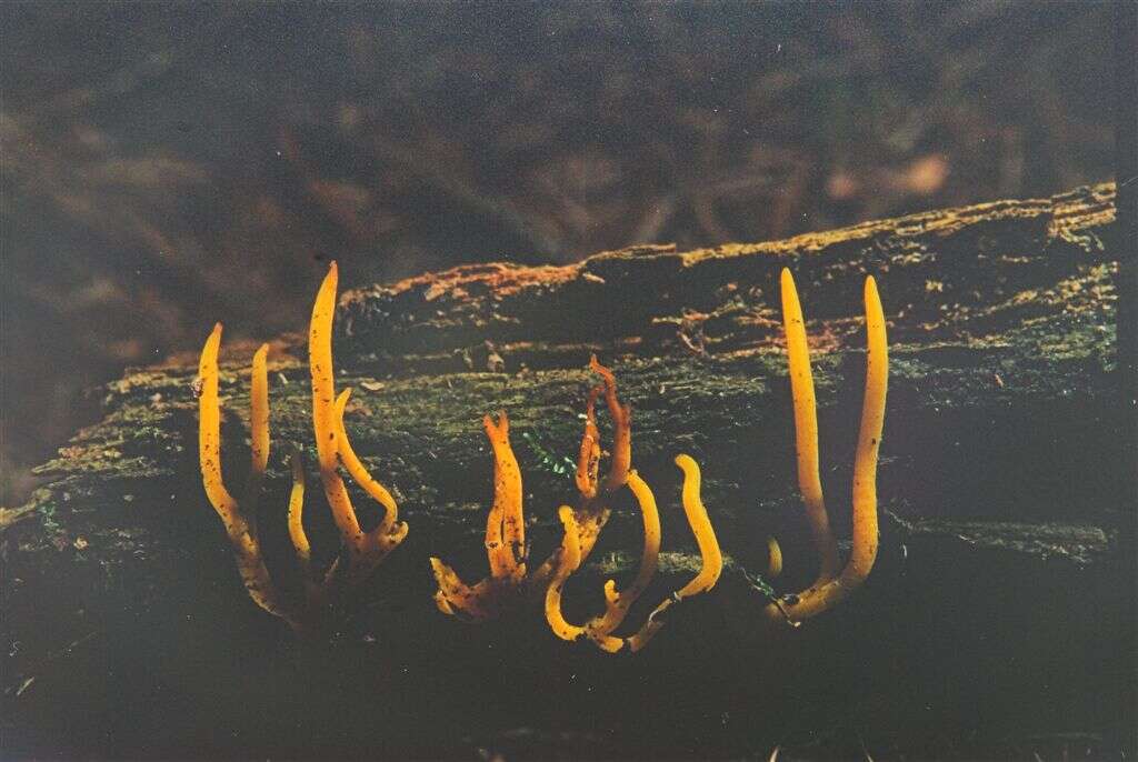 Image de Calocera