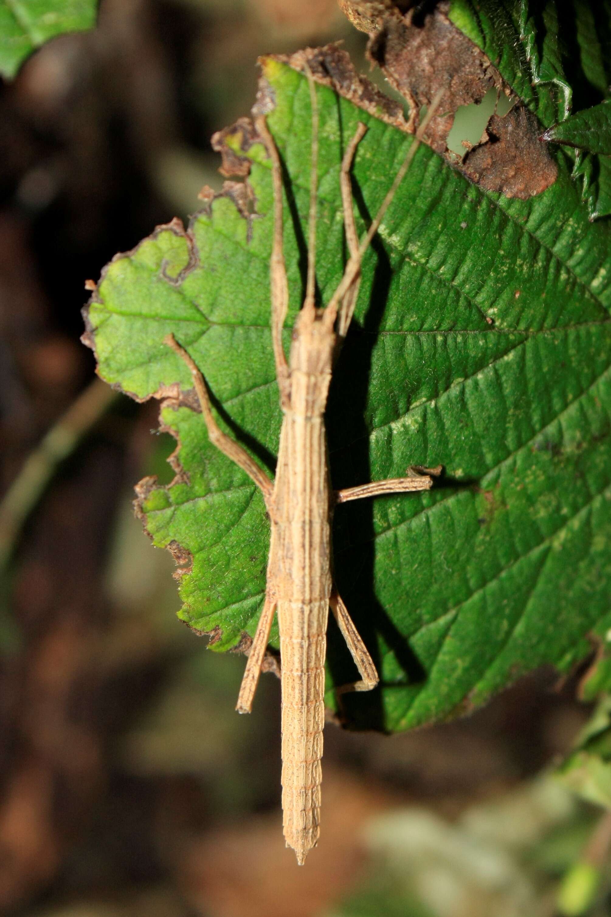 Image of Eubulides