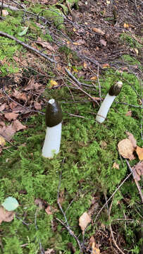 Image of Stinkhorn