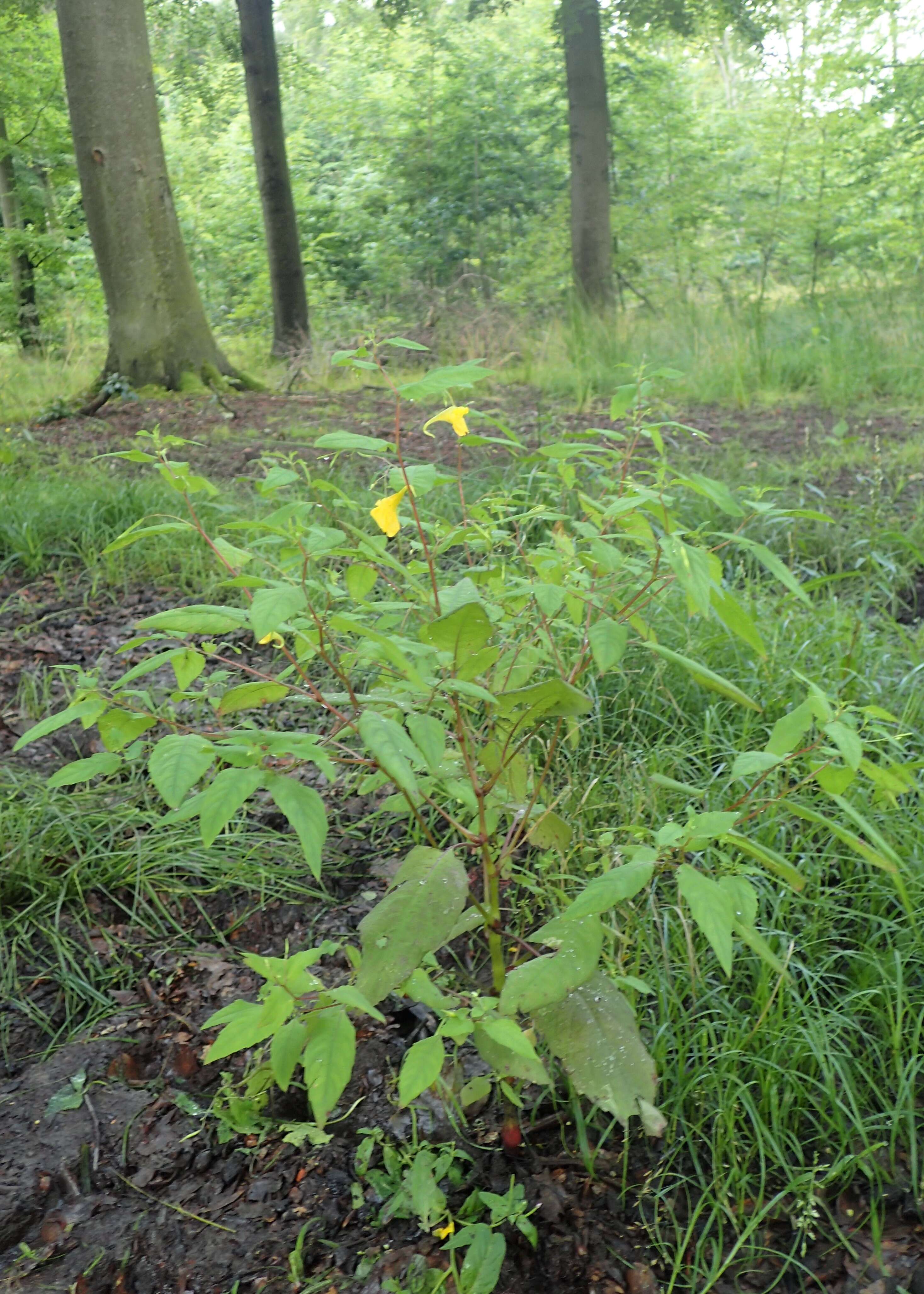 Image of Jewelweed