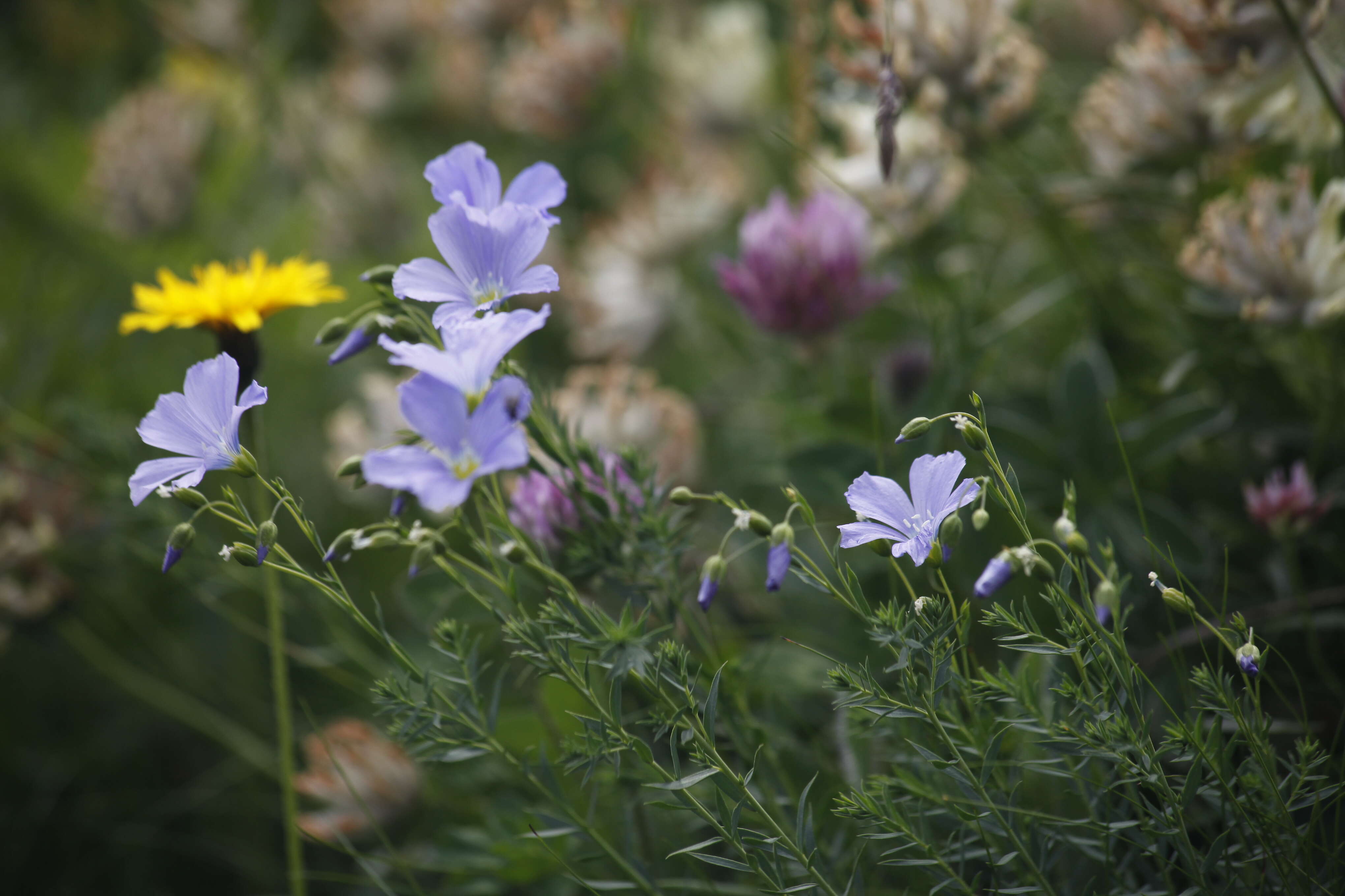 Imagem de Linum alpinum Jacq.