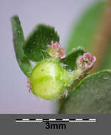 Image de Euphorbia prostrata Aiton