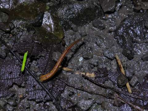 Image of Tiger Leech