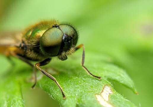 Sivun Chloromyia formosa (Scopoli 1763) kuva