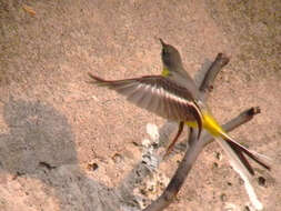 Image of Grey Wagtail