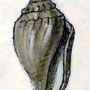 صورة Cythara coniformis