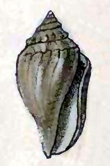 صورة Cythara coniformis