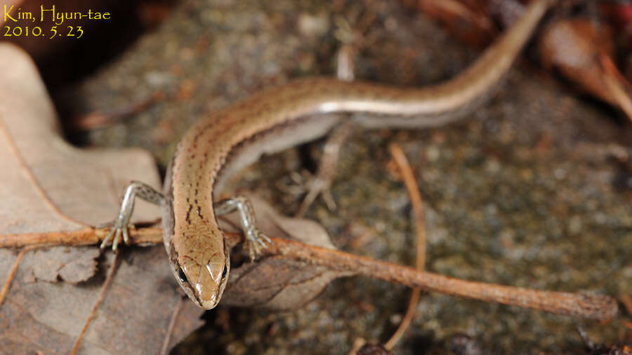 Image of Tsushima Ground Skink