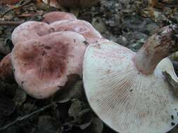 Image of Hygrophorus russula (Schaeff. ex Fr.) Kauffman 1918