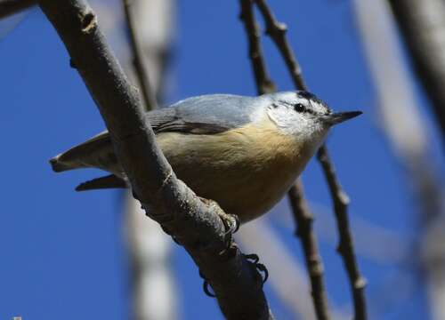 Image of Algerian Nuthatch