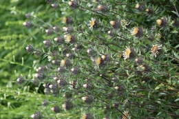 Image of carline thistle