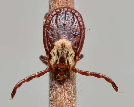 Image of American dog tick