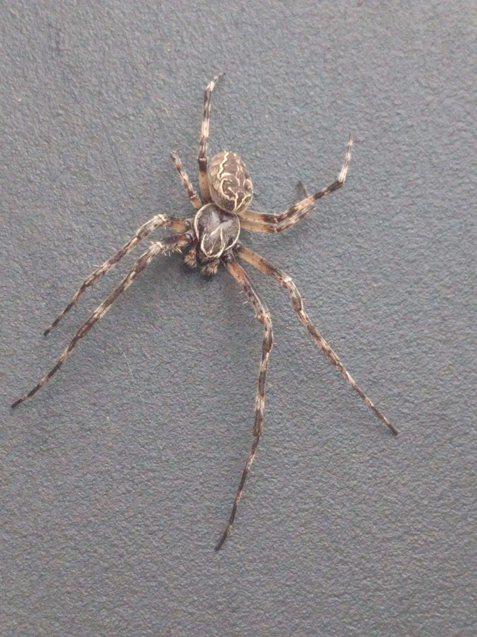 Image of Gray Cross Spider