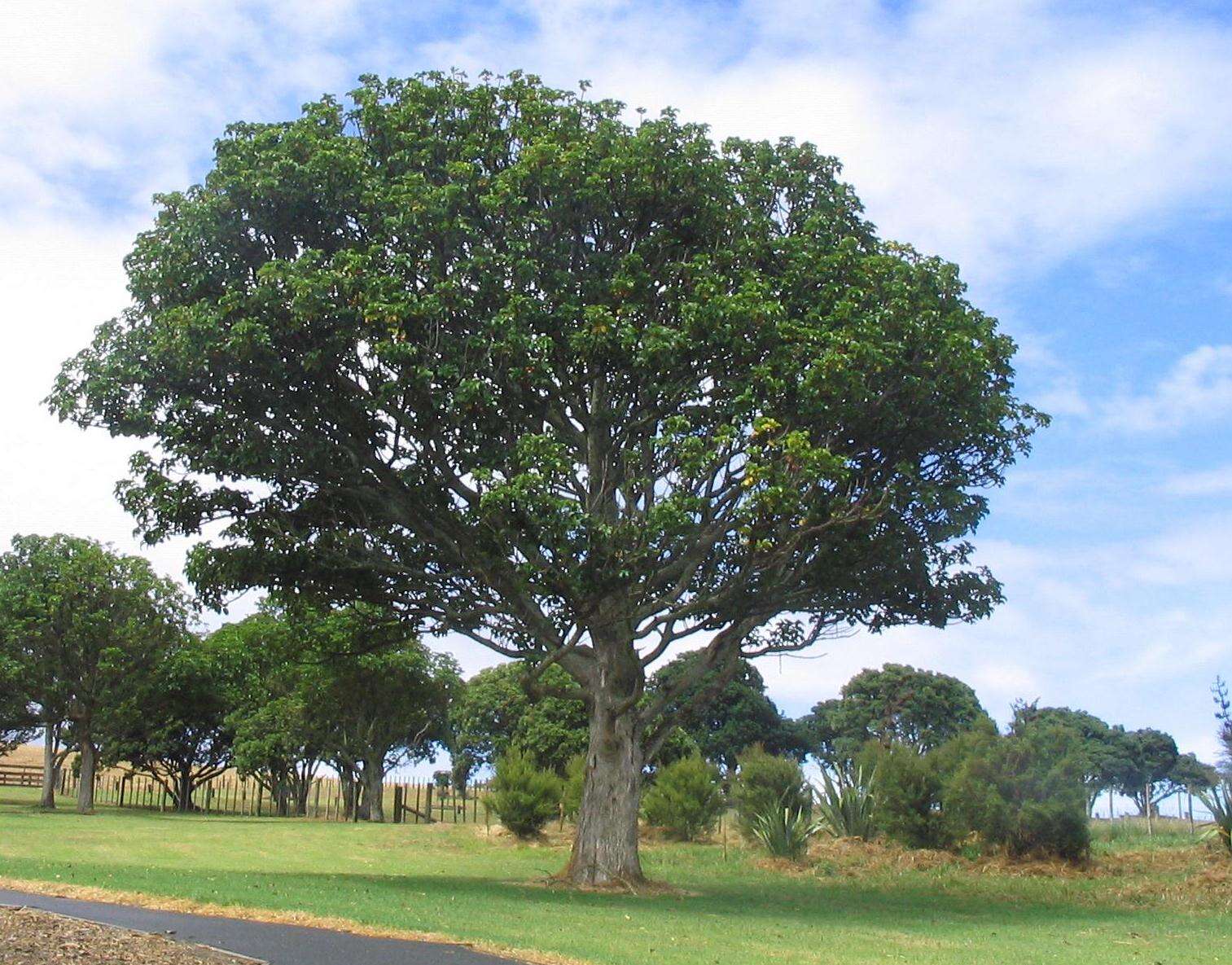 Imagem de Vitex lucens Kirk