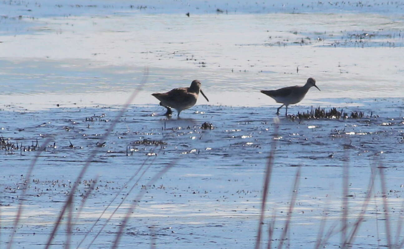 Image of Short-billed Dowitcher