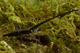 Image of Giraffe weevil