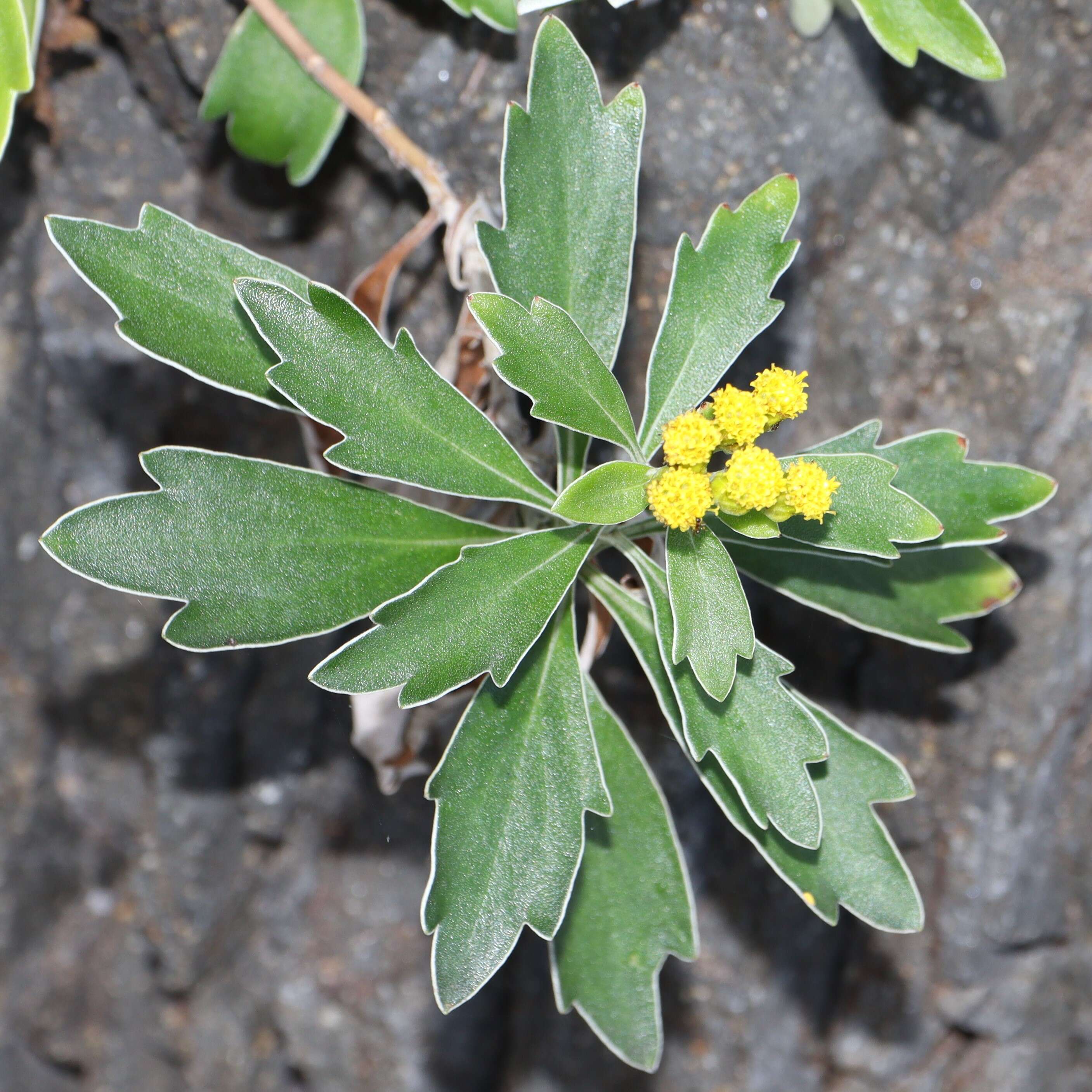 Plancia ëd Ajania pacifica (Nakai) K. Bremer & C. J. Humphries