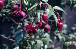 Image of Fuchsia