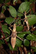 Image of Haaniella erringtoniae (Redtenbacher 1906)