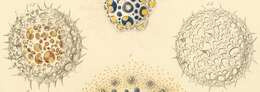 Image of Acrosphaera Haeckel 1881