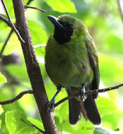 Image of Greater Green Leafbird