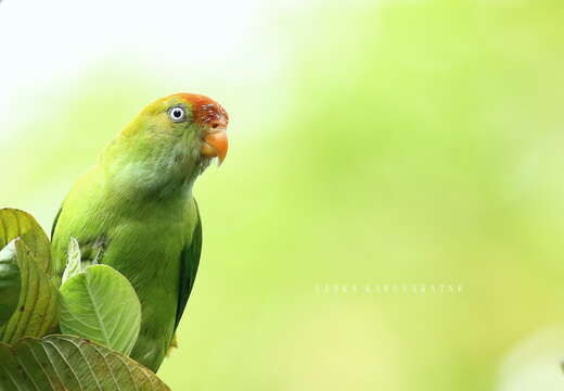 Image of Ceylon Hanging-Parrot