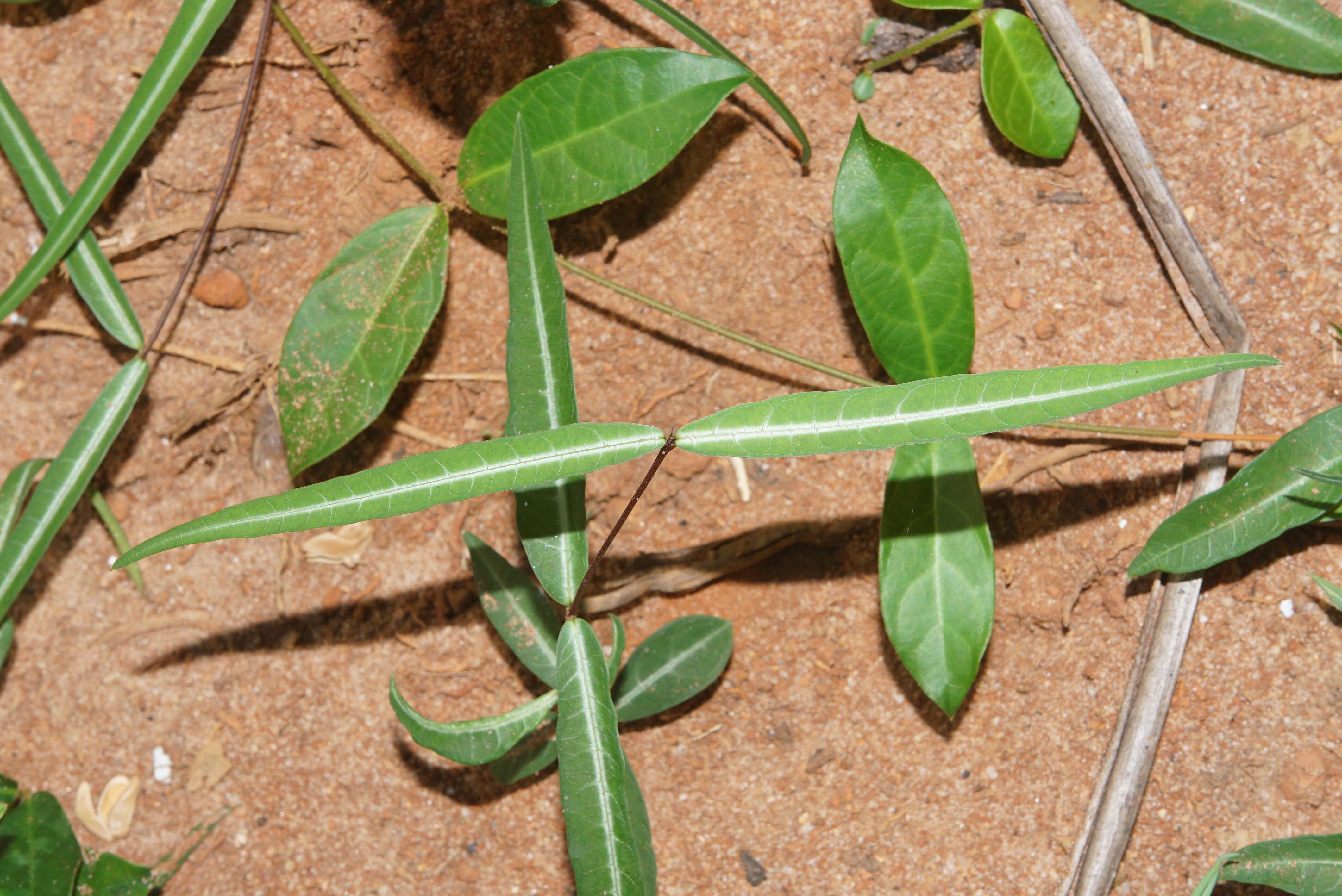 Image de Hemidesmus indicus (L.) R. Br.