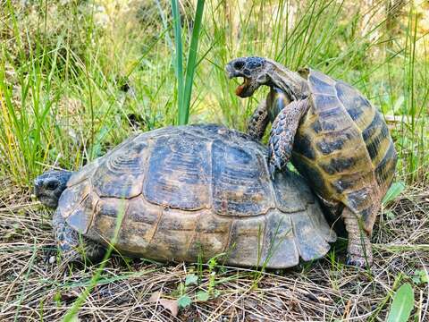 Imagem de testudo graeca