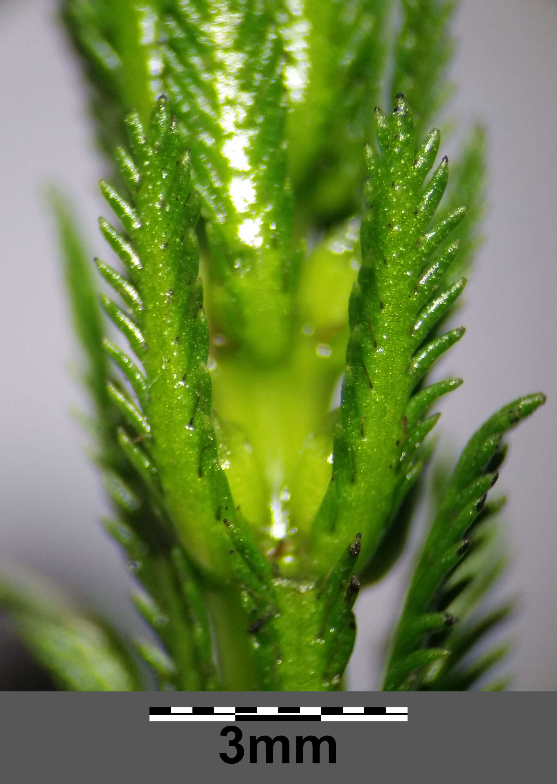 Слика од Myriophyllum verticillatum L.