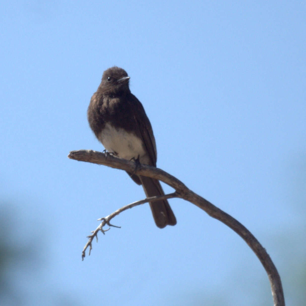 Image of Black Phoebe