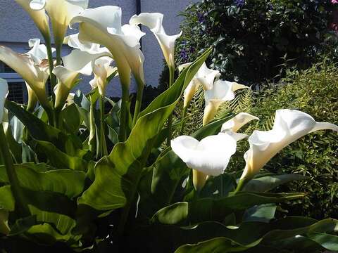 Image of Arum lily