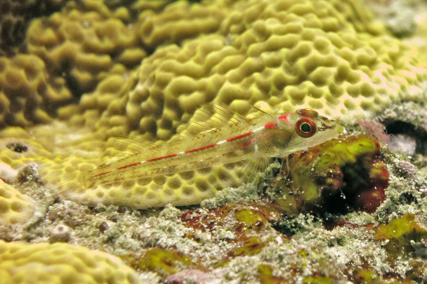 Image of Little Hooded Triplefin