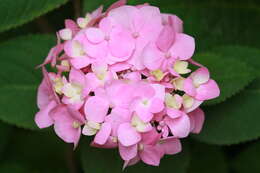 Image of panicled hydrangea