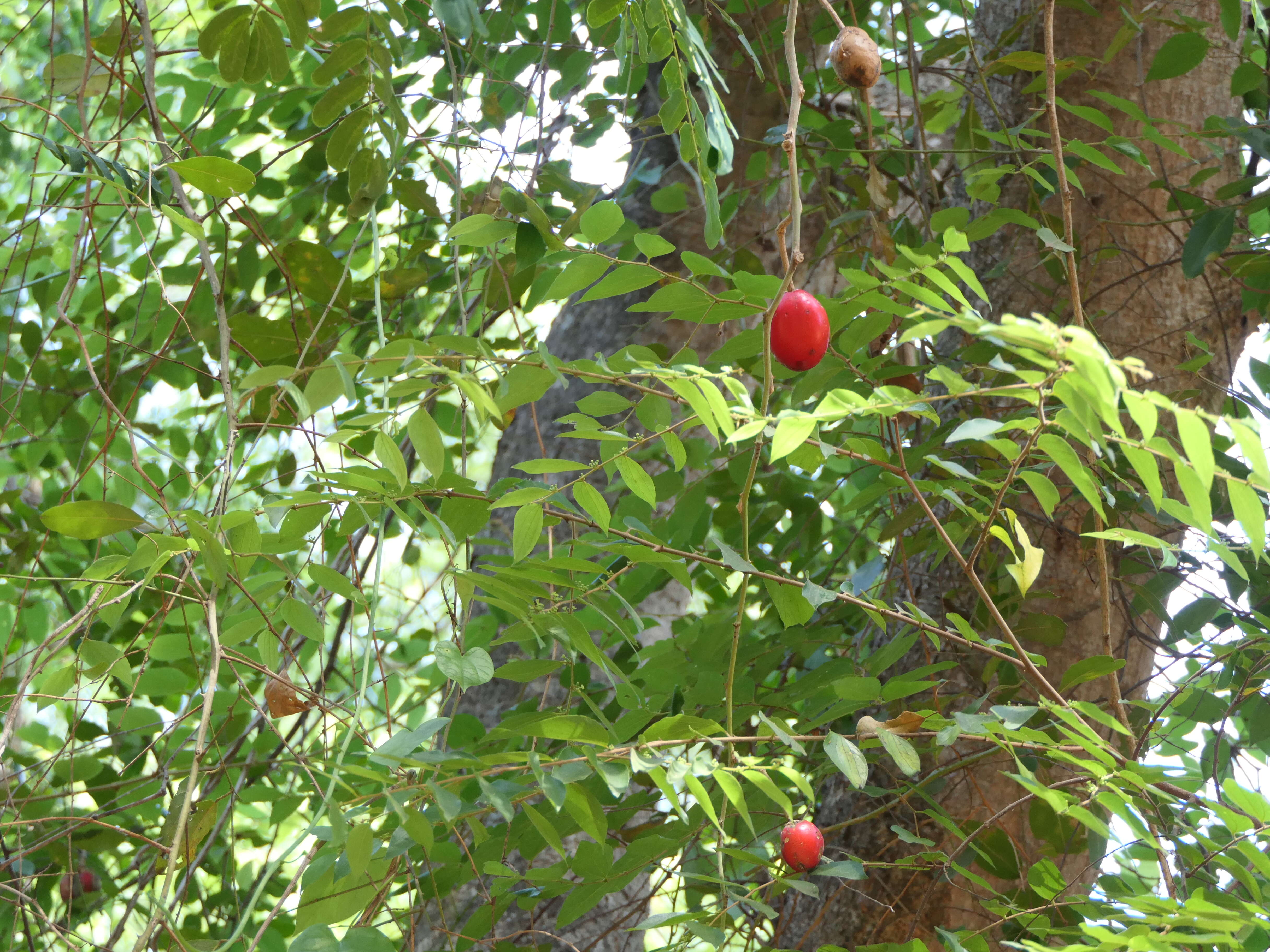 Image de Capparis zeylanica L.