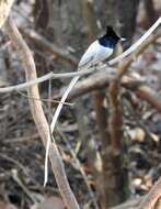 Image of Asian Paradise-Flycatcher