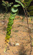 Sivun Phyllodium pulchellum (L.) Desv. kuva