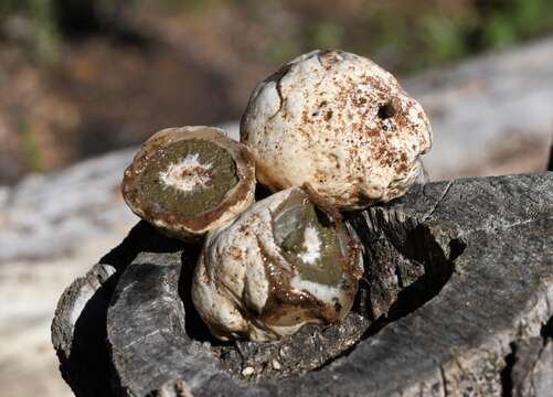 Image of Stinkhorn