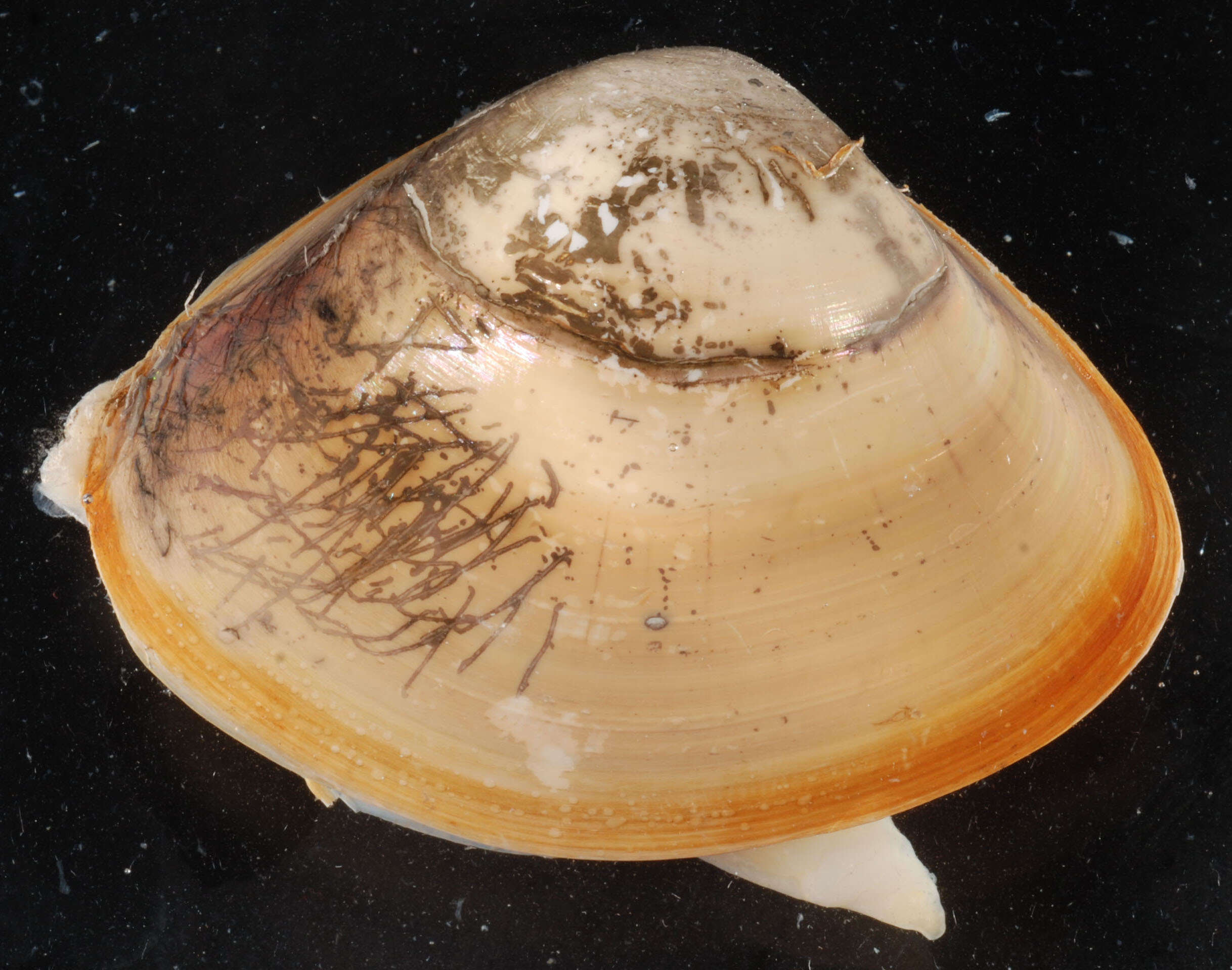 Image of Atlantic surf clam