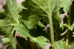 Image of alumroot