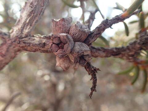 Image of Melaleuca torquata B. A. Barlow